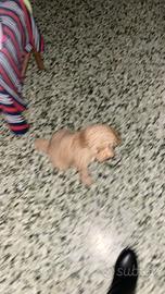 Barboncino di 2 mesi