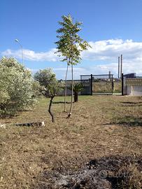 Terreno mare rossano