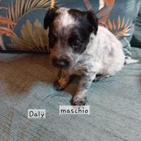 Cuccioli di taglia piccola