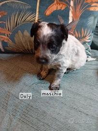 Cuccioli di taglia piccola