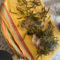 Piante acquario ci si riempe un 450 litri