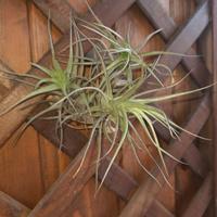 Tillandsia