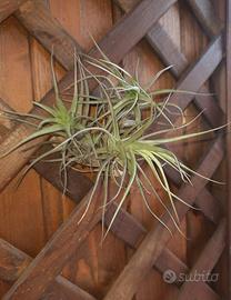 Tillandsia