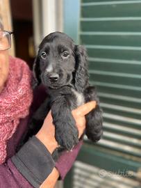 Cuccioli cocker neri