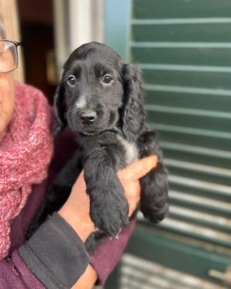 Cuccioli cocker neri