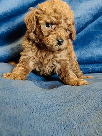 Barboncino Toy con pedigree Enci