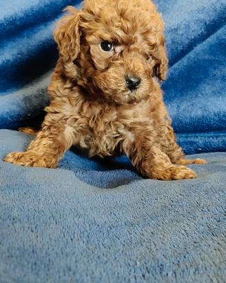 Barboncino Toy con pedigree Enci