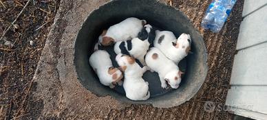 Jack Russell pelo lungo