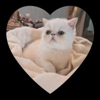 Gatto Persiano exotic