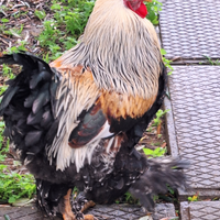 Brahma oro in purezza