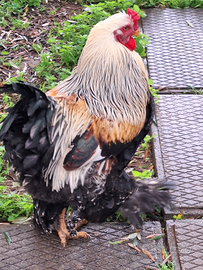 Brahma oro in purezza