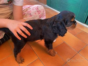 Cucciolo cavalier king