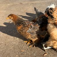 Galli galline varie
