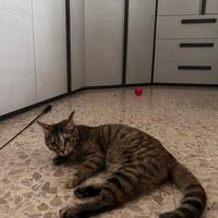 Gattina