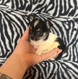 Chihuahua femmina bianco nera Toy