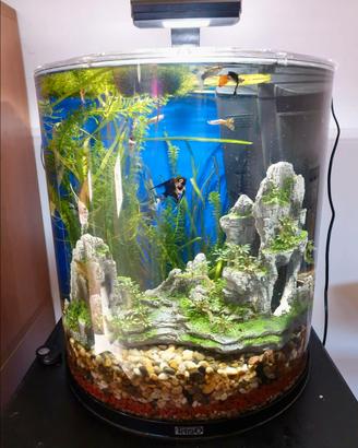 Acquario Tetra Curvo 60L