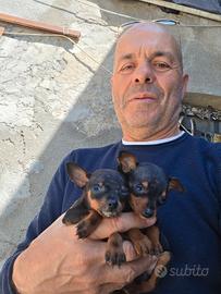 Cuccioli taglia MINI, pronti per compagnia e allar