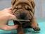 Immagine 5