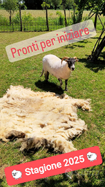 Tosatura Tosatrice Pecore Toso