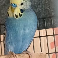 Cocoriti