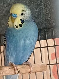 Cocoriti