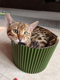 Gattina bengala Miso