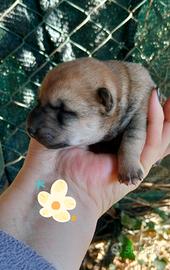 Shiba inu