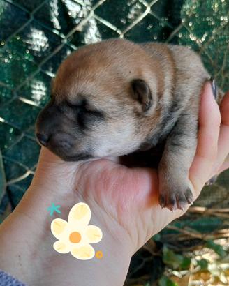 Shiba inu