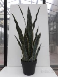 Sanseveria artificiale