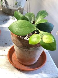 piante hoya da collezione
