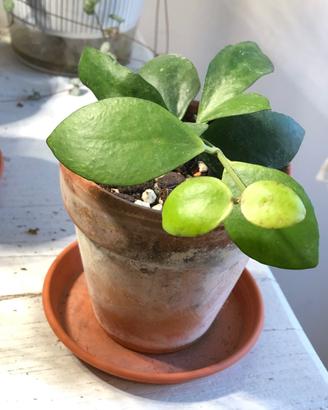 piante hoya da collezione