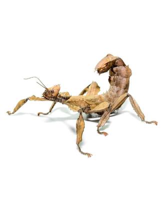 Insetto foglia secca (Extatosoma tiaratum)