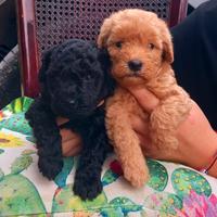 Cuccioli di barboncino ? nano