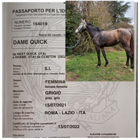 Puledra italiana salto ostacoli 4 anni