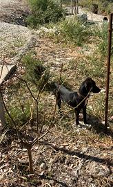 Cane da caccia