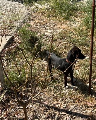 Cane da caccia