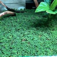 Salvinia minima o Salvinia auriculata