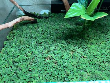 Salvinia minima o Salvinia auriculata