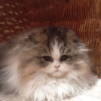 Miao arlecchino puffoso pelosetto