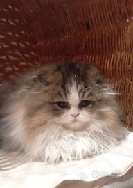 Miao arlecchino puffoso pelosetto