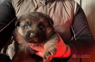 Cuccioli di pastore tedesco