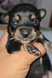 Chihuahua tricolor toy