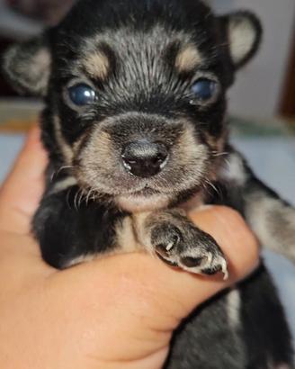Chihuahua tricolor toy