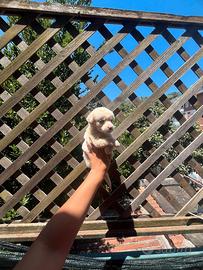 Maltipoo toy femmina
