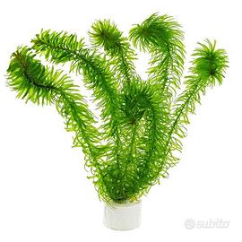 Pianta Egeria najas