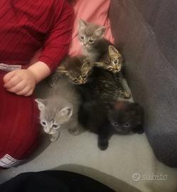 Gattini di due mesi