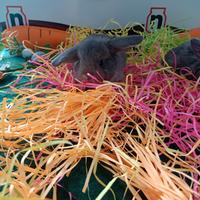 Cuccioli ariete nano minilop blu di vienna