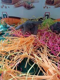 Cuccioli ariete nano minilop blu di vienna