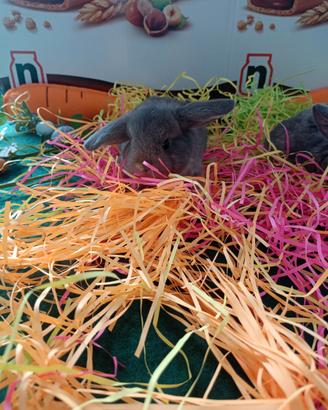 Cuccioli ariete nano minilop blu di vienna