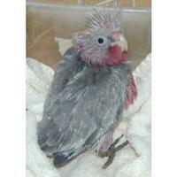 Pulli Cacatua Rosa